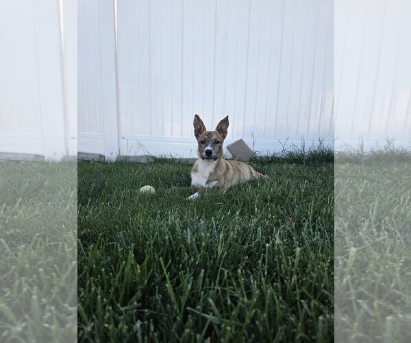 Medium Photo #14 Mutt Puppy For Sale in Sandy, UT, USA