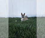 Small #13 Mutt