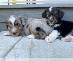 Aussiedoodle Miniature  Litter for sale in SUGARCREEK, OH, USA