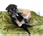 Small Photo #4 German Shepherd Dog-Siberian Husky Mix Puppy For Sale in PERRIS, CA, USA