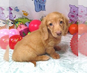 Dachshund Puppy for Sale in RATTAN, Oklahoma USA