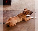Small #2 German Shepherd Dog Mix