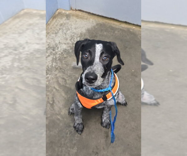 Medium Photo #1 Pointer Puppy For Sale in Evansville, IN, USA