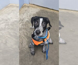 Pointer Dogs for adoption in Evansville, IN, USA