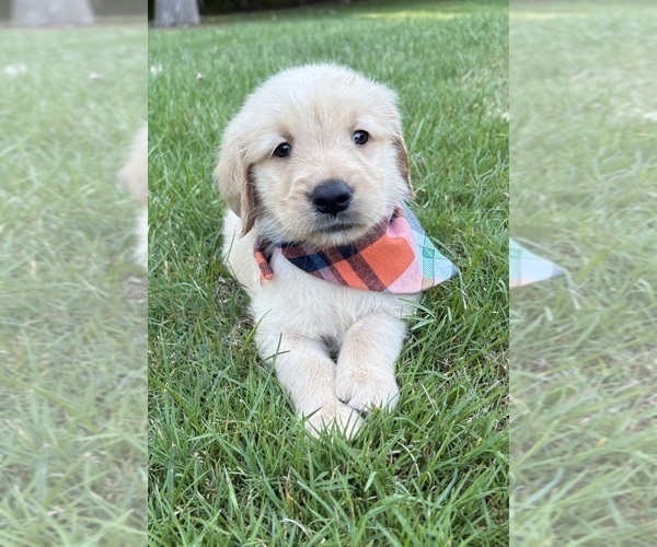 Medium Photo #5 Golden Retriever Puppy For Sale in FAIR HAVEN, MI, USA