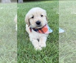 Small #4 Golden Retriever
