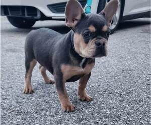 French Bulldog Puppy for sale in INDIANAPOLIS, IN, USA
