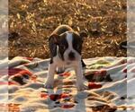 Small Photo #26 Boston Terrier Puppy For Sale in MACON, GA, USA