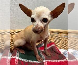 Chihuahua Dogs for adoption in Rosenberg, TX, USA