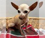 BIG AL - Male Chihuahua Dog for Adoption - Small photo