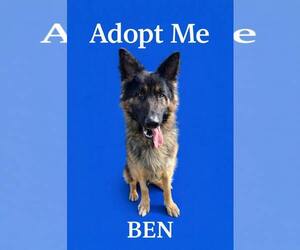 German Shepherd Dog Dogs for adoption in Rootstown, OH, USA