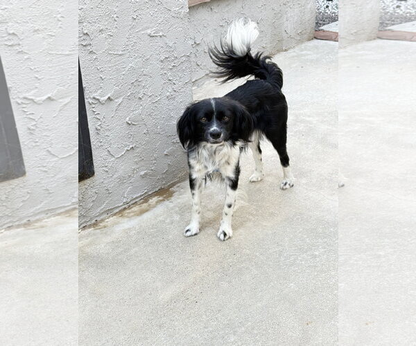 Medium Photo #3 Cavalier King Charles Spaniel-English Springer Spaniel Mix Puppy For Sale in Lake Elsinore, CA, USA
