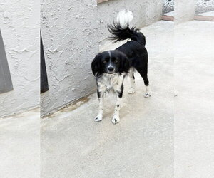 Beowoof - Male Cavalier King Charles Spaniel-English Springer Spaniel Mix Dog for Adoption - Photo #3
