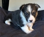 Puppy Puppy 5idTri Pembroke Welsh Corgi