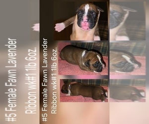 Boxer Puppy for sale in LINN GROVE, IN, USA