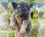 Small #10 French Bulldog