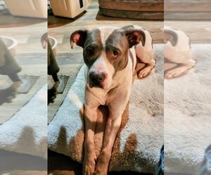 American Staffordshire Terrier-Boxer Mix Dogs for adoption in Marine City, MI, USA
