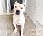 Small #2 American Pit Bull Terrier Mix
