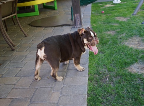 Medium Photo #8 Bulldog Puppy For Sale in LA QUINTA, CA, USA