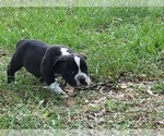 Small Photo #4 American Bully Puppy For Sale in TRENTON, FL, USA