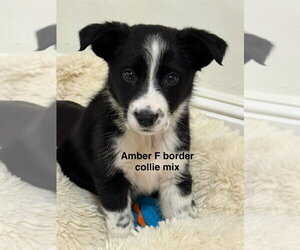 Border Collie-Unknown Mix Dogs for adoption in Studio City, CA, USA