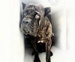 Small #1 Mutt