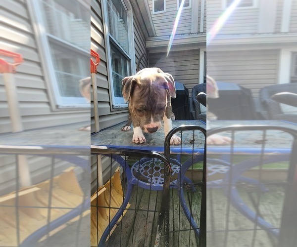 Medium Photo #39 American Bully Puppy For Sale in HARRISBURG, PA, USA