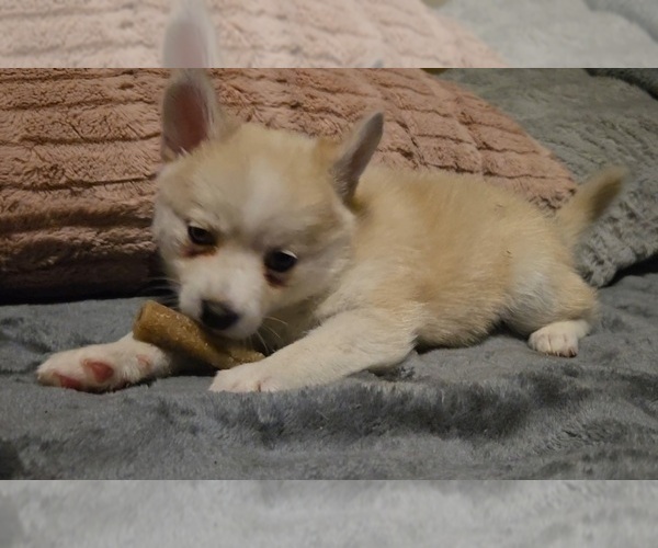Medium Photo #187 Pomsky Puppy For Sale in LOVELAND, CO, USA