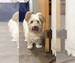 Small Havanese Mix
