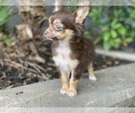 Small Photo #2 Chihuahua Puppy For Sale in HOUSTON, TX, USA