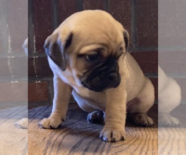 Medium Photo #3 Jug Puppy For Sale in ORRVILLE, OH, USA