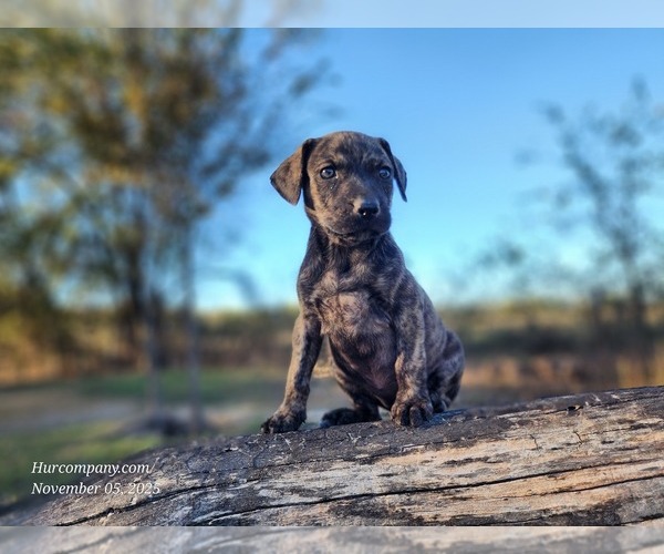 Medium Photo #5 Catahoula Leopard Dog Puppy For Sale in CUMBY, TX, USA