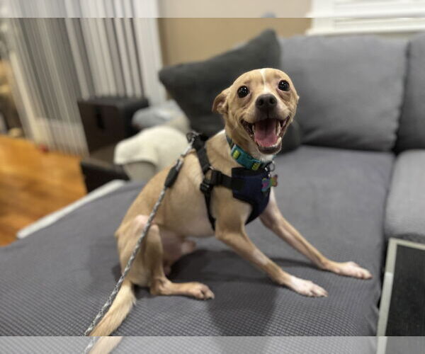 Medium Photo #2 Chihuahua-Unknown Mix Puppy For Sale in Santa Clara, CA, USA