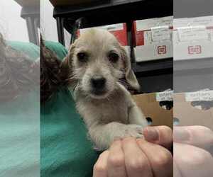Mutt Dogs for adoption in Holly Springs, NC, USA