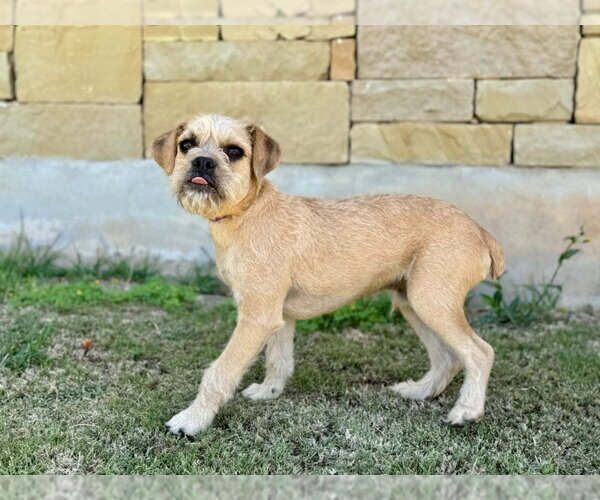 Medium Photo #3 Border Terrier-Unknown Mix Puppy For Sale in PIPE CREEK, TX, USA