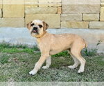 Small #2 Border Terrier Mix