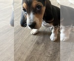 Puppy Ruff Beagle