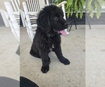 Small #6 Newfoundland