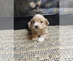 Small #1 Mal-Shi-Poodle (Miniature) Mix