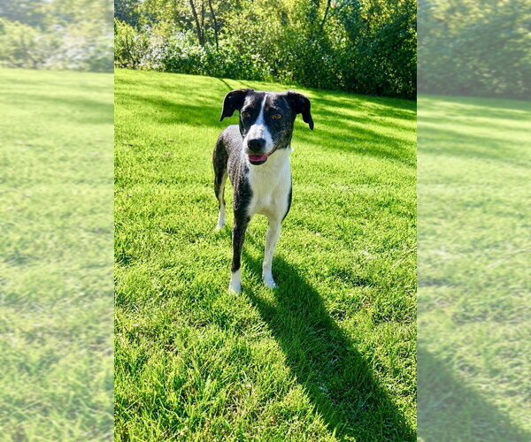 Medium Photo #2 Feist Terrier-Unknown Mix Puppy For Sale in Springdale, PA, USA