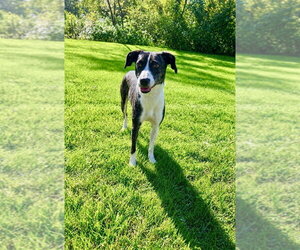 Elvira - Female Feist Terrier-Unknown Mix Dog for Adoption - Photo #2