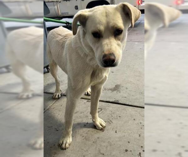 Medium Photo #1 German Shepherd Dog Puppy For Sale in Bakersfield, CA, USA