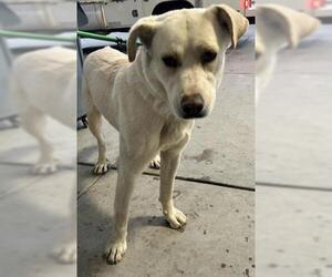 German Shepherd Dog Dogs for adoption in Bakersfield, CA, USA