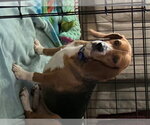 Small Bagle Hound