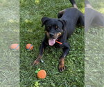 Small #1 Rottweiler
