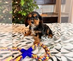 Small Photo #2 Cavalier King Charles Spaniel Puppy For Sale in INDIANAPOLIS, IN, USA