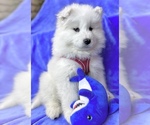 Puppy 2 Samoyed