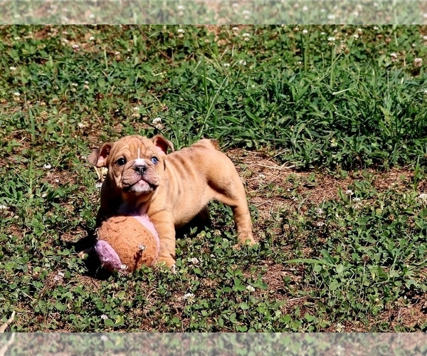 Medium Photo #2 English Bulldog Puppy For Sale in NEVADA, MO, USA