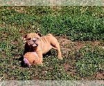 Small #1 English Bulldog