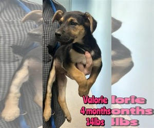 Mutt Dogs for adoption in Woodbury, NY, USA